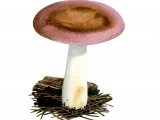 Illustration of Russula turci (#1711)