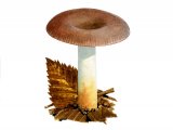 Illustration of Russula versicolor (#2657)