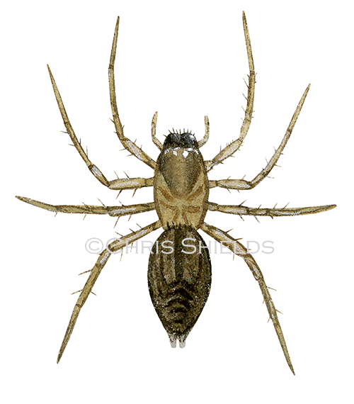 Illustration of Sac Spider (Clubonia lutescens) (#2896)