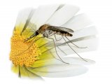 Illustration of Saltmarsh Mosquito male (Aedes detritus) (#4301)