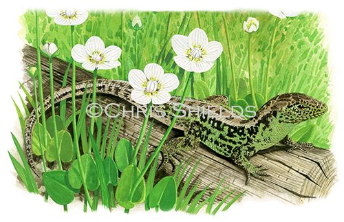 Illustration of Sand Lizard (Lacerta agilis) (#3360)