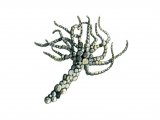 Illustration of Sand Mason Worm (Lanice conchilega) (#0741)
