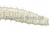 Illustration of Sandfly Larvae (Phlebotomus perniciosus) (#4212)