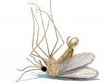 Illustration of Sandfly (Phlebotomus perniciosus) dead unfed male (#4216)