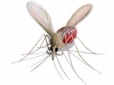 Illustration of Sandfly (Phlebotomus perniciosus) fed female (#4214)
