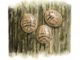 Illustration of Scale Insect (Parthenolecanium corni) (#2728)