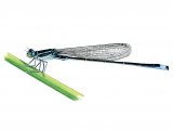 Illustration of Scarce blue-tailed damselfly (Ischnura pumilio) (#2625)