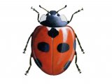 Illustration of Scarce 7-spot Ladybird (Coccinella magnifica) (#0908)