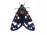 Illustration of Scarlet Tiger Moth (Callimorpha dominyla) (#1725)