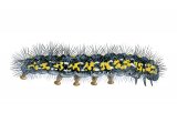 Illustration of Scarlet Tiger Moth Caterpillar (Callimorpha dominyla) (#4170)