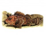 Illustration of Scorpion Fish (Scorpaena porcus) (#1053)