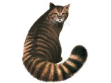Illustration of Scottish Wildcat (Felis silvestris) (#3665)