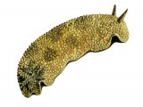 Illustration of Sea Lemon (Archidoris pseuoargus) (#2336)