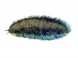Illustration of Sea Mouse (bristleworm) (Aphrodita aculeata) (#0748)
