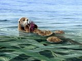 Illustration of Sea Otter (Enhydra lutris) (#0880)