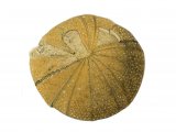 Illustration of Sea Urchin Fossil (Pygaster) (#0472)