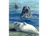 Illustration of Seal (Grey) Halichoerus grypus (#0506)