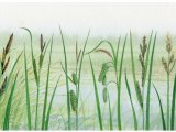 Illustration of Sedges (#0840)