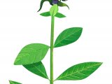 Illustration of Selfheal (Prunella vulgaris) (#3330)