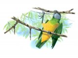 Illustration of Senegal Parrot (Poicephalus senegalus) (#1130)