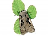 Illustration of Setaceous Hebrew Character (Xestia c-nigrum) (#2887)