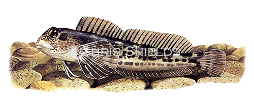 Illustration of Shanny (Lipophrys pholis) (#0186)
