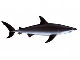 Illustration of Shark (Mako) Isurus oxyrhynchus (#1005)