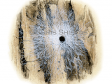 Illustration of Sheet Web Spider (Tegenaria sp.) (#2909)