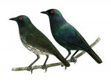 Illustration of Short-tailed Starling (Aplonis minor) adult and immature (#2214)