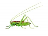 Illustration of Short-winged Conehead (Conocephalus dorsalis) (#2579)