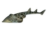 Illustration of Shovelnose Guitarfish (Rhinobatos productus) (#3771)