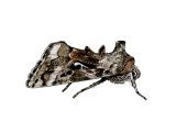 Illustration of Silver Y (Autographa gamma) (#1136)