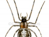 Illustration of Silver-sided Sector Spider (Zygiella x-notata) (#4272)