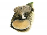 Illustration of Simocybe haustellaris (#3599)