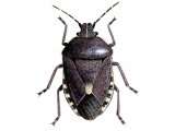 Illustration of Sloe Bug (Dolycons baccardum) (#2369)