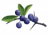 Illustration of Sloe berries (Prunus spinosa) (#2782)