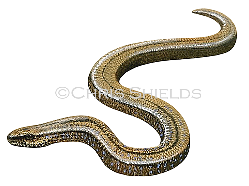 Illustration of Slow Worm (Anguis fragilis) (#0705)