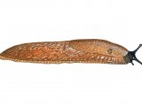 Illustration of Slug (Large Black-orange form) Arion ater (#0603)