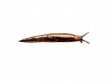 Illustration of Slug (Marsh) Derocents laeve (#0628)