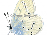 Illustration of Small Blue male (Cupido minimus) (#1433)