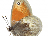 Illustration of Small Heath (Coenonympha pamphilus) (#2574)