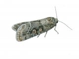 Illustration of Small Mottled Willow (Spodoptera exigua) (#1547)