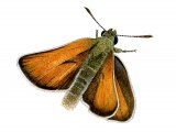 Illustration of Small Skipper (Thymelicus sylvestris) (#2744)