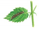 Illustration of Small Tortoiseshell Caterpillar (Algis urticae) (#1777)