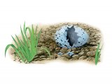 Illustration of Song Thush predated egg (Turdus philomelos) (#3285)