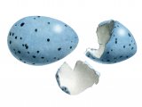 Illustration of Song Thrush hatched egg (Turdus philomelos) (#2431)