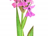 Illustration of Southern Marsh Orchid (Dactylorhiza praetermissa) (#1494)