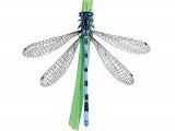 Illustration of Southern Damselfly (Coenagrion mercuriale) (#2842)