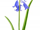 Illustration of Spanish Bluebell (Hyacinthoides hispanica) (#2068)