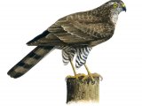 Illustration of Sparrowhawk female (Accipiter nisus) (#1231)